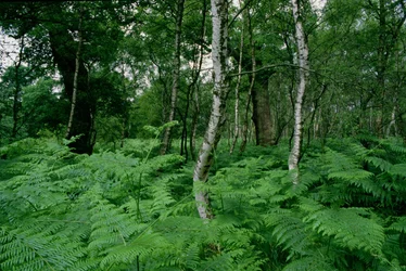 Silver birch trees and ferns, Sherwood Forest